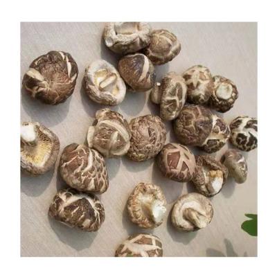 China High Quality Natural 3mm Dry Magic Mushrooms Dried Porcini Shitake Best Price for sale