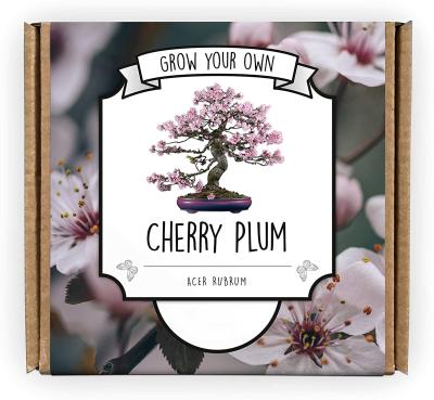 China Grow Your Own Tree Kit Cherry Plum Blossom Bonsai Tree Suitable Modern Ornamental Horticulture Bonsai Kit for sale