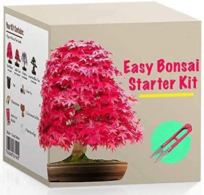 China 4 Modern Types Of Decor Trees Our Product Bonsai Kit Beginner Friendly Dish Garden Bonsai Tree Starter Kit for sale