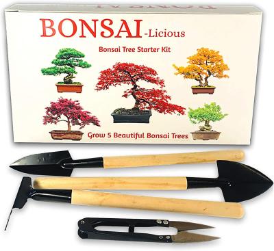 China Mini Tool Set Grow Beginner Horticulture Bonus Trees Modern Ornamental Bonsai Tree Kit for sale