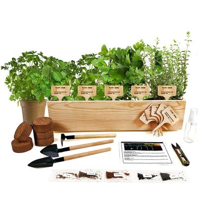 China CLASSIC Window Gardening Set of 5 Grass Sprout Packs Sprout Growing Gardener Biodegradable Soil Disc Indoor Herb Garden Marker Pots Kit for sale