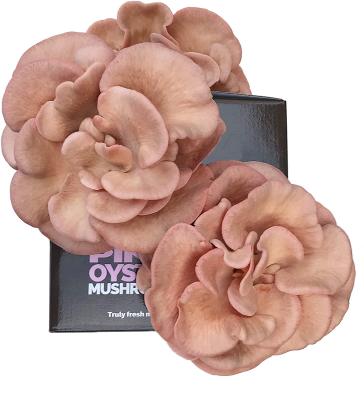 China Modern Ornamental Horticulture Best Gift for Mushroom Lovers Oyster Mushroom Ready Growing Pink Growing Kit for sale