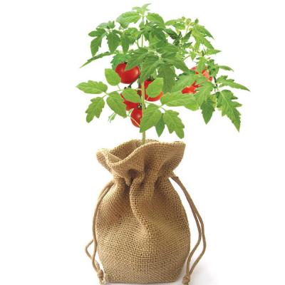 China Modern Ornamental Horticulture Mini Planting Bag Easy Grow Kitchen Portable Cherry Tomato Jute Bag Grow Indoor Set for sale