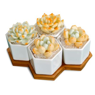 China Mini Honeycomb Art Decoration Plant modern creative four pure white ceramic flower pots for sale