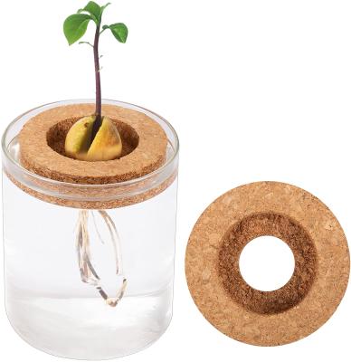 China Seed Hanging Tray and Clean Water Container Gift Best for Kids Adult Friends Lovers Avocado Gardening Seed Grow Kits for sale