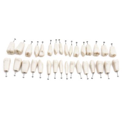 China 32pcs Teaching Model/Demonstration Teeth for ADC Accredited Dental Model Teeth Model Dental Teaching Model Demonstration Tooth Model for sale