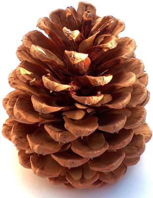 China Wholesale Natural HFlora Plant Natural Preserved Pine Cone For Indoor Decorations Christmas for sale