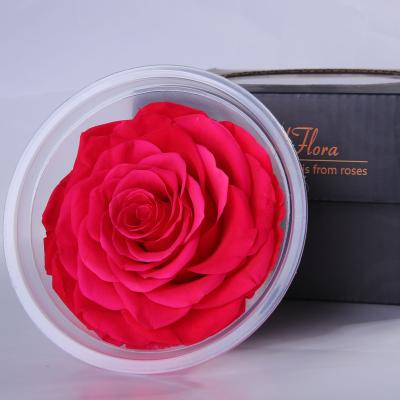 China HFloral Gift Wholesale 1pcs/box 7-8cm Perfect Everlasting Natural Decorative Rose Head 60+ Colors Dry Single Colors for sale