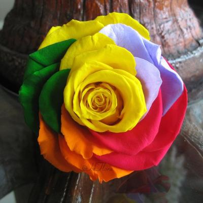 China Wholesale Green Colorful Environmental Protection 6-7cm Decorative Eternal Everlasting Preserved Roses 60+ Colors Forever Rose Flower Head Bud Box for sale