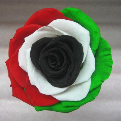 China Natural Preserved Rose Flower HFlora New Designed Wholesale Fresh Eternal Preserved Flower Head 9~10 cm Four-color Real Roses for Valentine's Day f for sale