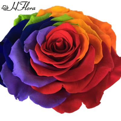 China Natural Flower HFloral Factory Produced Low Price Rose Gift Rainbow Rose Head Everlasting Preserved Rose Flowers For Valentines Day for sale