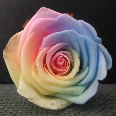 China Home Decoration HFloral 5~6cm Wholesale 6pcs/box Forever Real Elegant Natural Colorful Preserved Rose Head Wedding Party Hotel With Box For Valentine's Day for sale