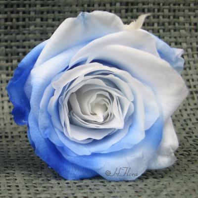 China Home Wedding Party Hotel Decoration HFloral Factory Supply 5~6cm Elegant Double Natural Color 6pcs/box Preserved Forever Rose Head With Box For Valentine's Day for sale