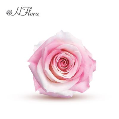 China HFlora gift high quality preserved eternal flower of 5-6cm pink and white fresh orange roses forever for sale