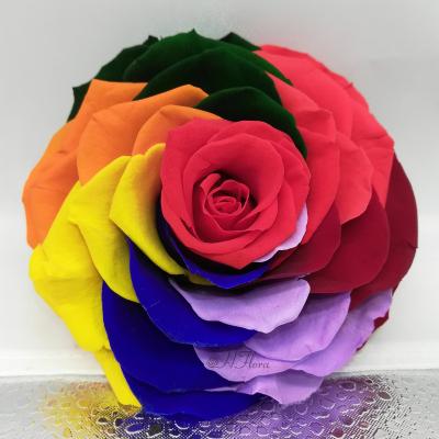 China 1pcs/box High Quality HFloral 9~10cm Elegant Natural Rainbow Wedding Party Hotel Home Decoration Real Preserved Forever Rose Head With Box For Valentine's Day for sale