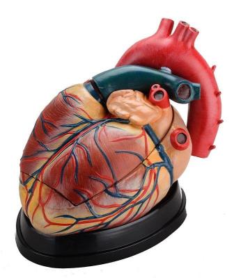 China School and Hospital Medical Science School Use Enlarged Heart Teaching Anatomical Model Te koop