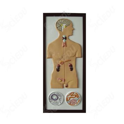 China School and Hospital Model Human Incretion System Medical Human Anatomical Model for sale