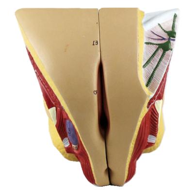 Chine PVC Material Life Size Female Genital Organs Model Anatomical Model Of Female Genital Organs à vendre