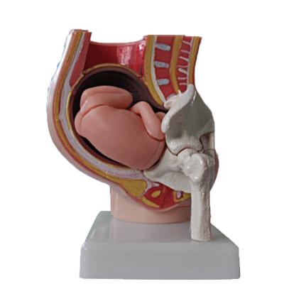 China School and hospital human pregnant uterus 3D model for sale