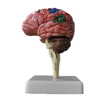 China Human Anatomical Teaching Brain 3D Brain Anatomy Model For School and Hospital Medical zu verkaufen