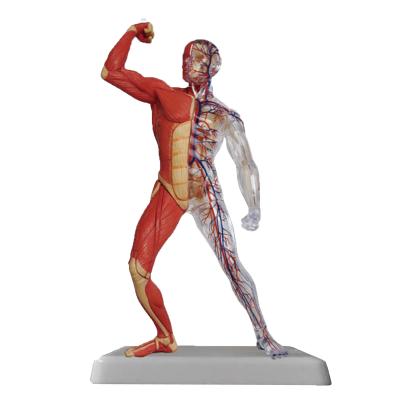 China Mini Size Human Muscle Model School and Hospital Anatomical Student Muscle Toy Model 46Parts zu verkaufen