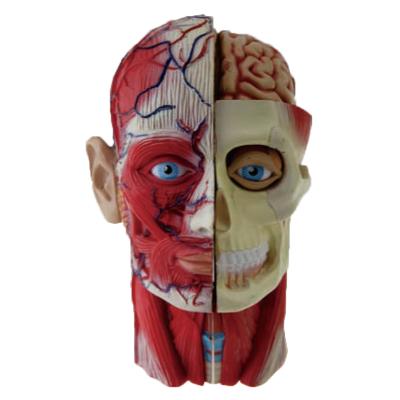 China Mini Size Head Musculature Anatomy Human Structure Model School and Hospital Students Toy Head Model Te koop