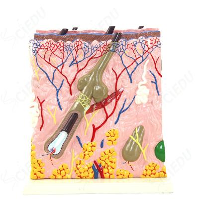 China School And Hospital Anatomical Human Structure Skin Model For Teaching Model for sale