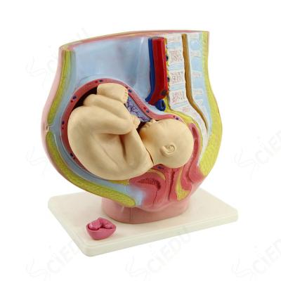 Cina School And Hospital Developments Models Human Pregnant Uterus For Anatomy Model in vendita