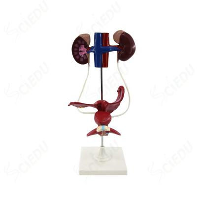 Cina School And Hospital Human Urinary Tract Model Anatomical Model Female Urinary Tract in vendita