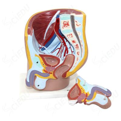 China School And Hospital Human Male Pelvis Model Medical Educational Male Inguen Models for sale