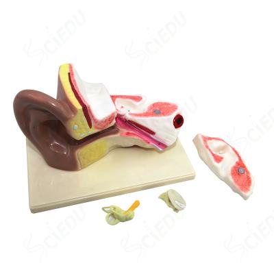 China School and Hospital Plastic Medical Ear Anatomical Large Size Human Model Teaching Model for sale