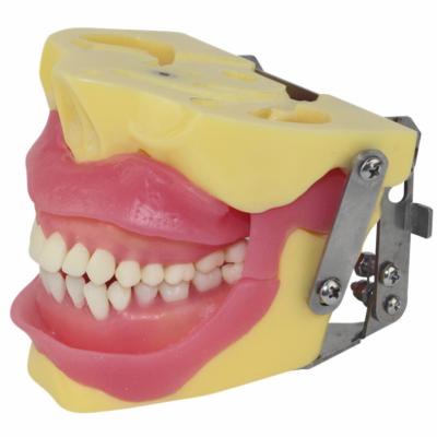 China Medical Models Oral Surgery Teaching Practice Model for sale