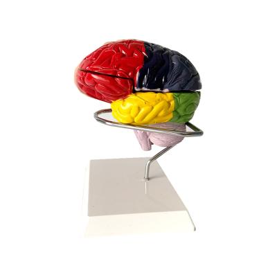 China Cerebrovascular Brain Anatomy Brain Distinction Function Classification PVC Color Teaching Aids Structure Material for sale