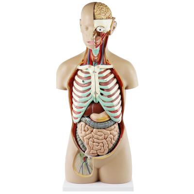 China High quality medial classic teaching model unisex human torso model 85 cm 17 parts for sale