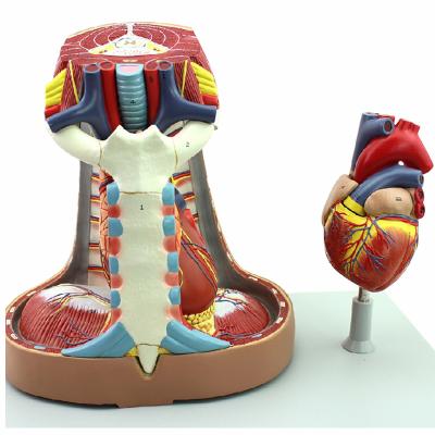 Китай Thymic heart model of medical models продается