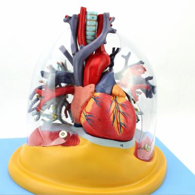 Κίνα Heart Models Respiratory Apparatus Medical Heart Lung Model προς πώληση