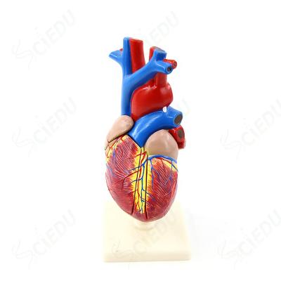 China School And Hospital Plastic Life Size Anatomical Human Heart Model For Teaching Heart Model Te koop