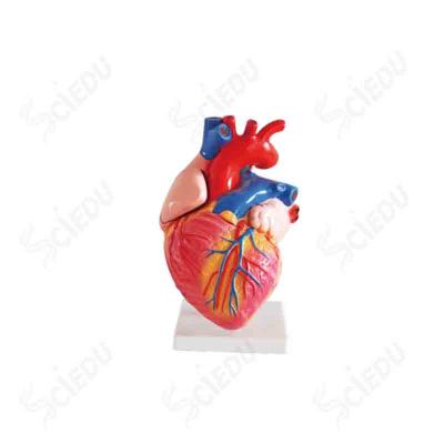 China Great School and Hospital Anatomy Education Human Heart Medical Model for sale