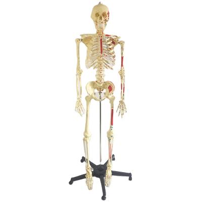 中国 PVC material 170cm human skeletal model is coded with half muscle start and stop point 販売のため