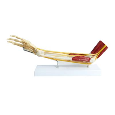 China Skeleton Human Skeleton Arm PVC Material Muscle Anatomy Cliparts zu verkaufen