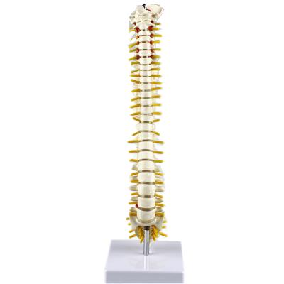 China Cervical Spine And Lumbar Spine Human Skeleton PVC Material Colorful Spine Model for sale