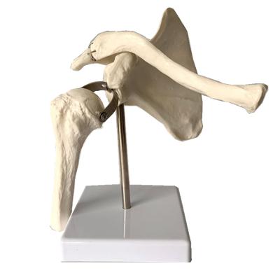 Китай Scapula Medical Teaching Model PVC Material Human Skeletal Shoulder Joint Model продается