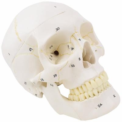 China Medical Models Human Body Skull Model for sale