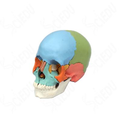 China Adult human skull model from school and hospital for sale