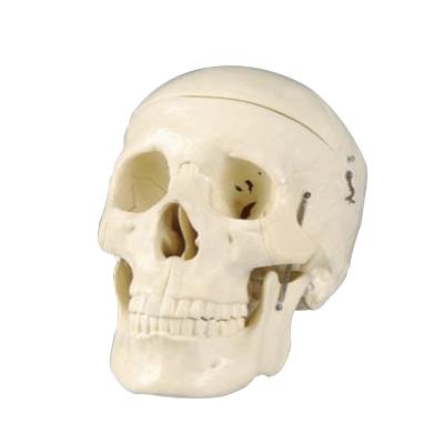 China Medical Human Anatomy Skull Model for School and Hospital for sale