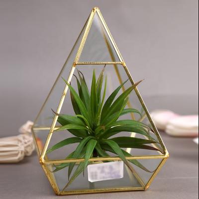 China 150 degree instant temperature difference of clear gold geometric glass mini greenhouse/mini greenhouse glass wholesale for sale