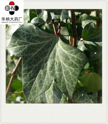 China Ivy Leaf Extract(Hedera helix) 10% Hederacoside C （HPLC）30:1 Brown  Powder  GMP nature Korea Registration license for sale