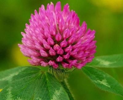 China Anti Aging 40% Isoflavones Red Clover Leaf Extract for sale