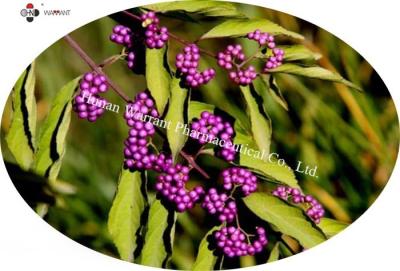 China Voerrang, antibacteriële grondstof, het Kruidenuittreksel van Callicarpa Nudiflora, 20-30%flavonoids Te koop