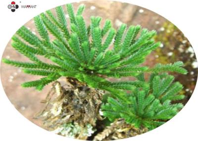 China Cosmetic grade SELAGINELLA LEPIDOPHYLLA Extract 20% Amentoflavone Powder for sale